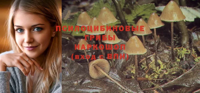 Псилоцибиновые грибы Cubensis  купить  сайты  Верхний Уфалей 